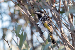Purnella albifrons