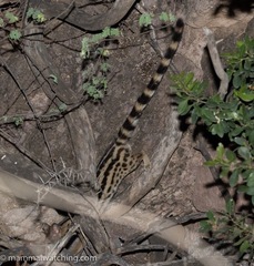 Abyssinian Genet photo 4