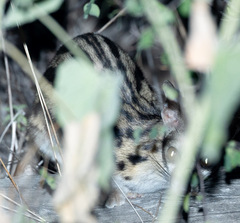 Abyssinian Genet photo 3