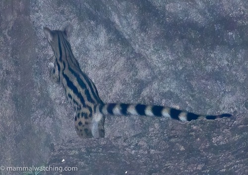 Ethiopian Genet (Genetta abyssinica) — Data Deficient Mammalia