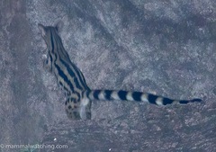 Abyssinian Genet photo 2