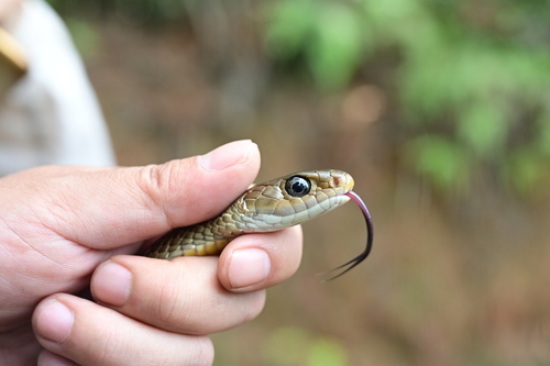 Indo-Chinese Rat Snake