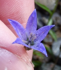 Campanula uniflora