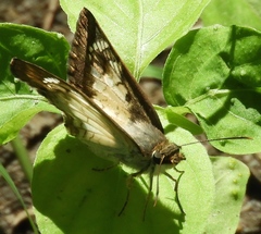 Antigonus emorsa