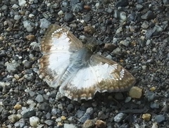 Antigonus emorsa