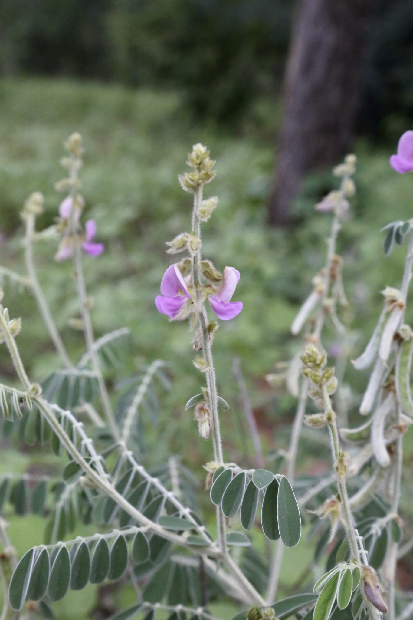 Tephrosia villosa