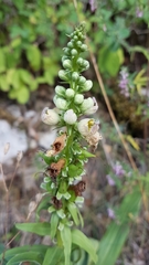 Digitalis ferruginea