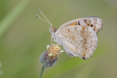 Junonia orithya wallacei