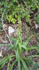 Digitalis ferruginea