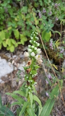 Digitalis ferruginea