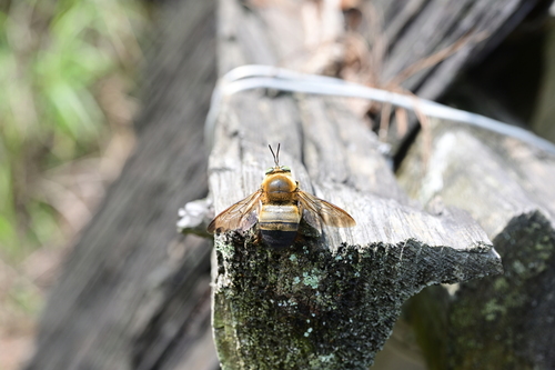 Collared Carpenter Bee