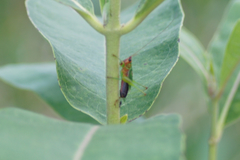 Conocephalus nigropleurum