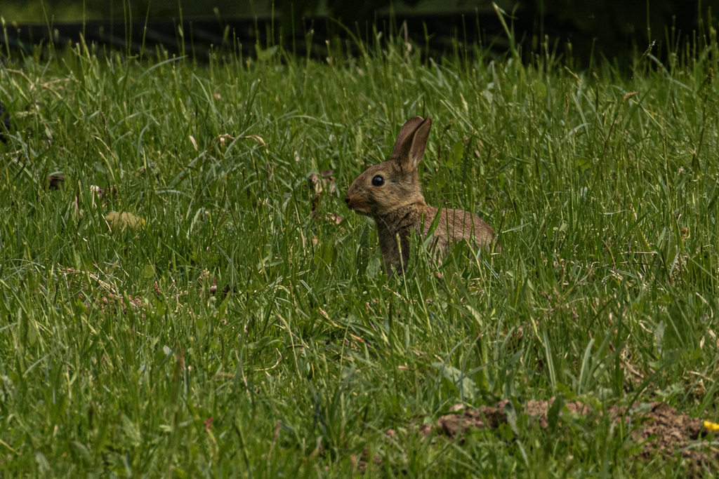 European Rabbit from Bois du Laerbeek, Jette, 1090 Jette, Belgium on ...