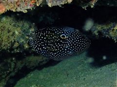 Calloplesiops altivelis