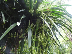 Dracaena cochinchinensis