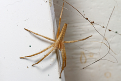 Pisaurina dubia