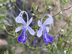 Trichostema arizonicum