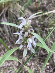 Monarda citriodora austromontana
