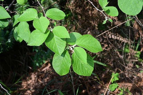 Actinidia eriantha