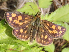 Carterocephalus mandan