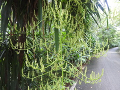 Dracaena cochinchinensis