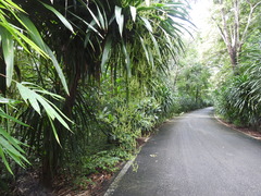 Dracaena cochinchinensis