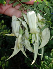 Clianthus puniceus