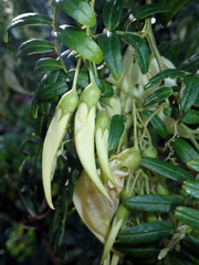 Clianthus puniceus