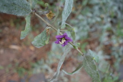 Lycium barbarum