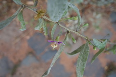 Lycium barbarum
