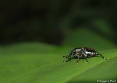 Cercidocerus lateralis