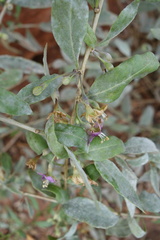 Lycium barbarum
