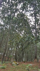 Quercus jonesii