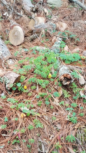 Oxalis magnifica