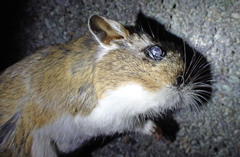 Dipodomys californicus