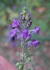 Linaria purpurea