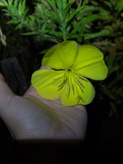 Oenothera jamesii