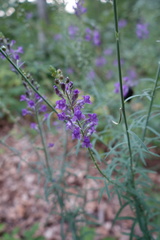 Linaria purpurea