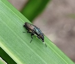 Idiella