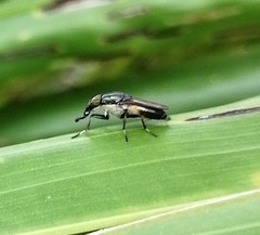 Idiella
