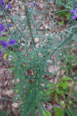 Linaria purpurea