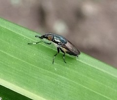 Idiella