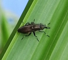 Idiella