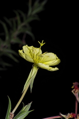 Oenothera jamesii