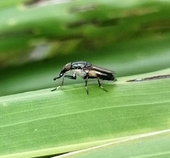 Idiella