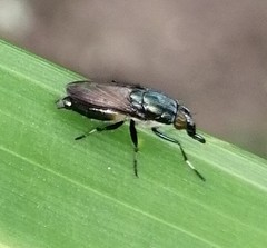 Idiella