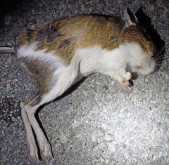 Dipodomys californicus