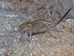 Pycnogaster