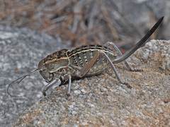Pycnogaster