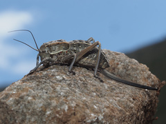 Pycnogaster